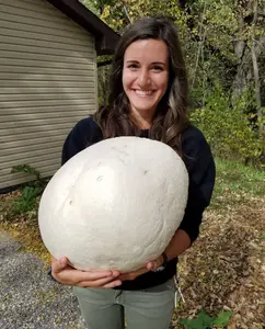 GIANT PUFFBALL MUSHROOM GROWING KIT. OVER 1 BILLION SPORES - Calvatia gigantea!