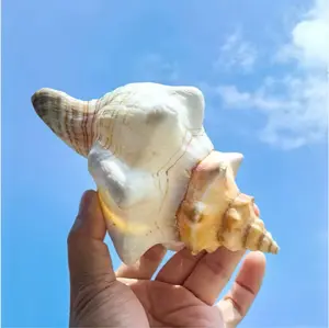 Large Natural Conch Shells for Decor — Set of 2