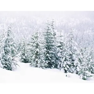 Pine Forest Glow – Ultra Candle Fragrance