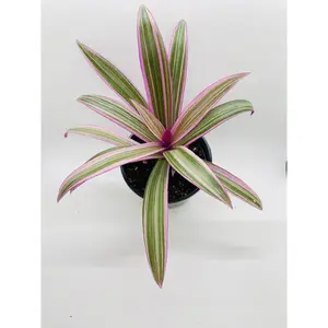 Rhoeo Tricolor Tradescantia Oyster Plant