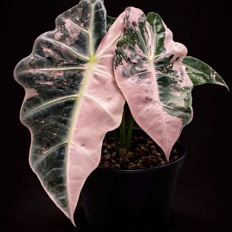 Alocasia Pink Polly Snowflake Tissue Culture