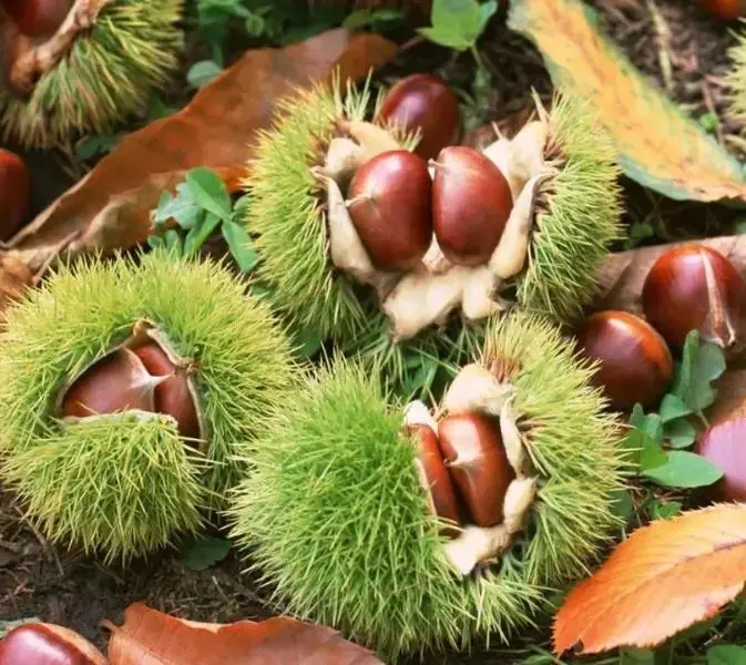 Chestnut Seeds – Easy-to-Grow for Beginners, Bountiful Harvest, Compact for Small Spaces, Enhance Home Garden, Ideal for Backyard Roasting