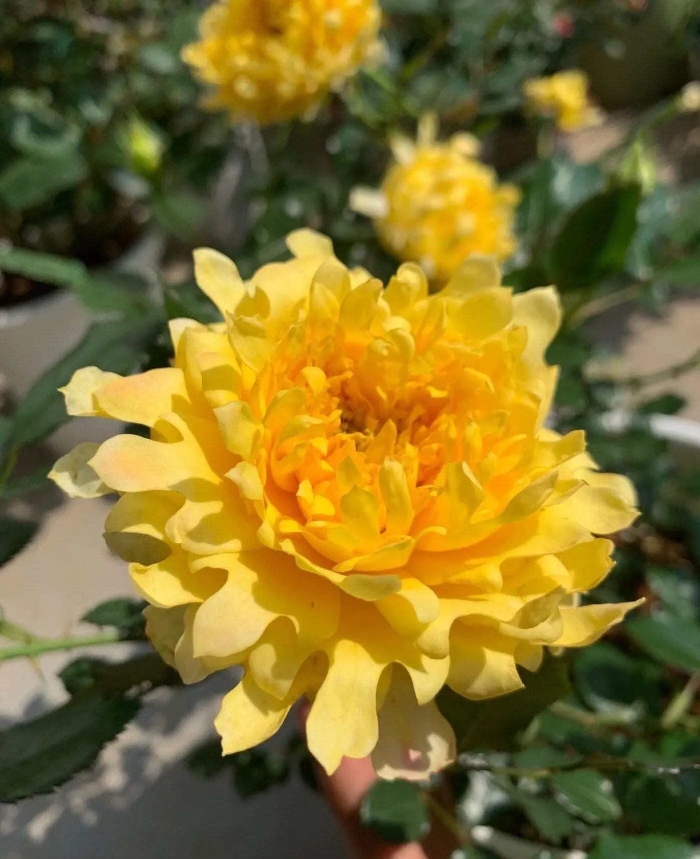 Rose [Fireworks Wave] 1.5Gal Own Root Live Plant| Long Lasting Cut Flower| Floral Design