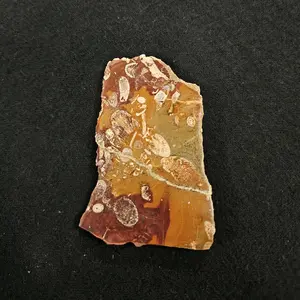 Horned Coral Fossil Display Piece - Natural Stone with Colorful Fossil