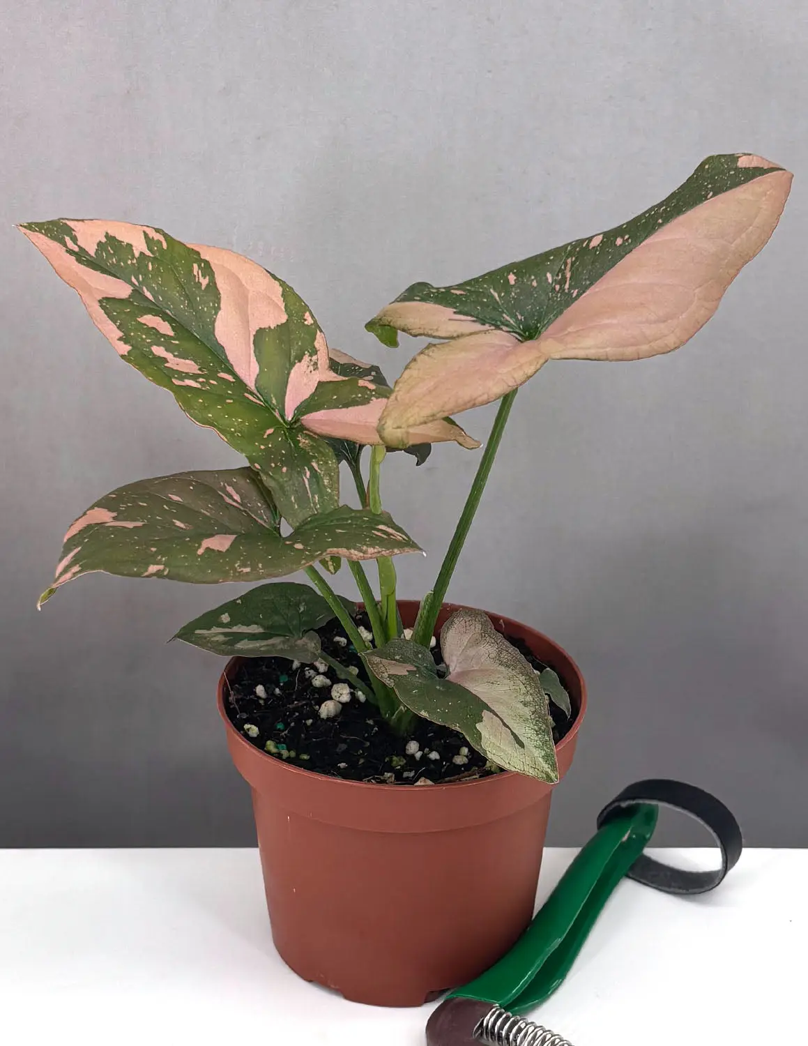 Syngonium Pink Splash Syngonium Pink Splash