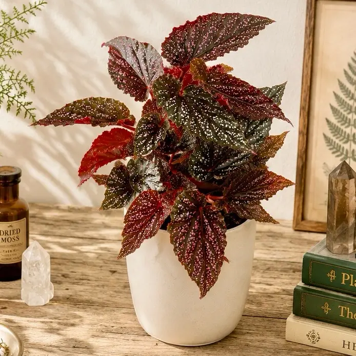 Pink Spot Begonia Starter Plant Live Houseplant in Clear 4in Pot Indoor Tropical Plant Polka Dot Begonia Begonia Maculata Rare Houseplant Collector Plant Exotic Indoor Beginner Friendly