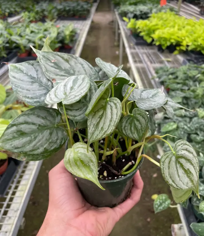 Philodendron 'Brandi' houseplant 4" pot