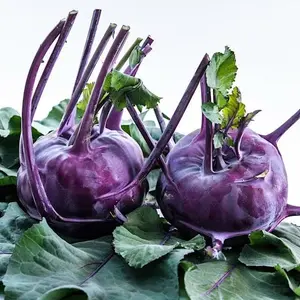 Purple Kohlrabi Seeds, Azur Star