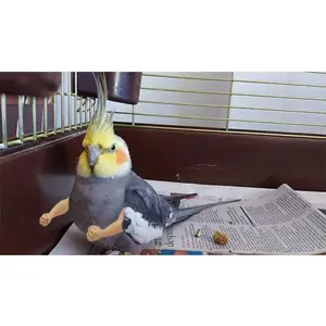 Funny Bird Arms: Small Parrot Accessory, Budgie Toy