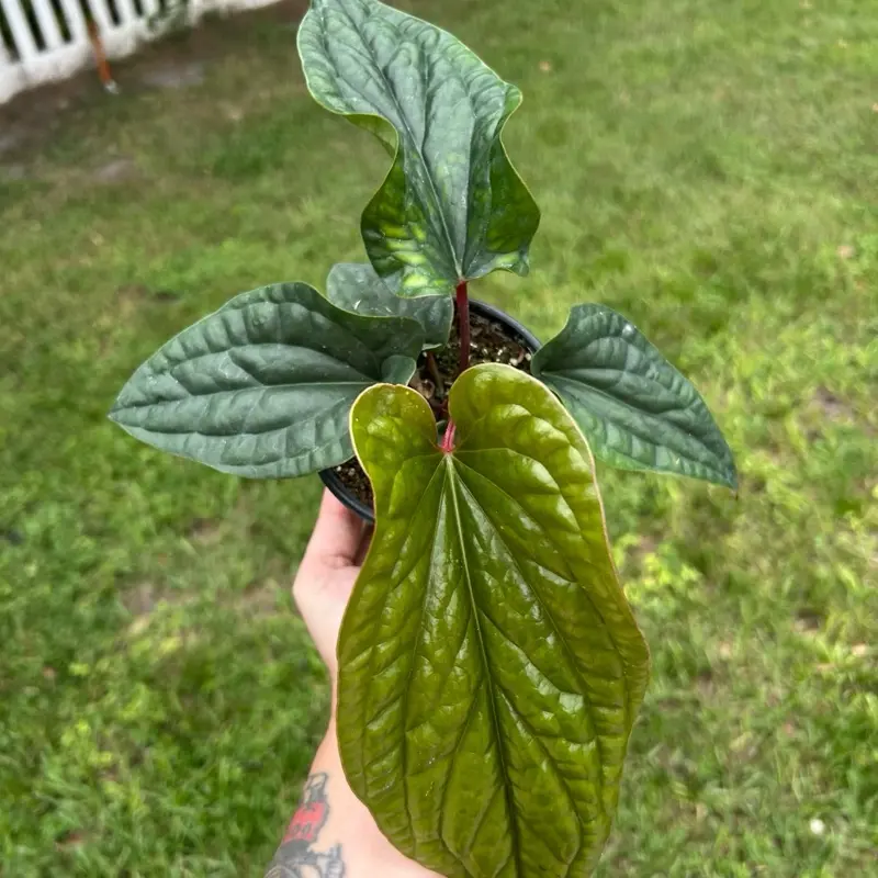 Anthurium Radical Luxri Anthurium Radical Luxri