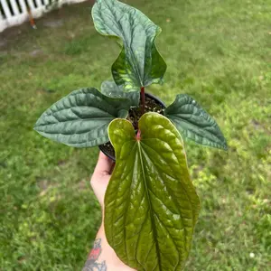 Anthurium Radical Luxri