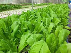 2000 Florida Broadleaf Mustard Seeds for Planting | Fast Growing | Heat and Cold Tolerant |  Garden Seed - Cải bẹ xanh - Small GAI Choi