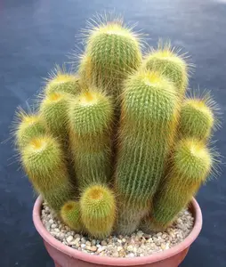 Notocactus leninghausii exotic columnar cacti parodia rare cactus seed 25 SEEDS