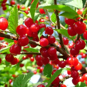 Nanking Cherry - Fruit and Ornamental
