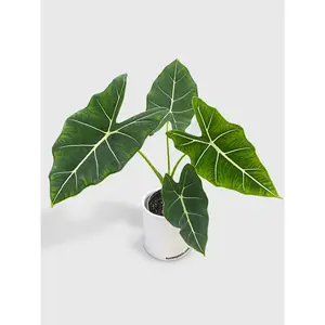 Alocasia Micholitziana 'Frydek' Hybrid