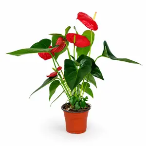 LZ13   Anthurium Red Live Plant 4 Inch Pot | Tropical Indoor Flowering Plant for Home & Office Decor