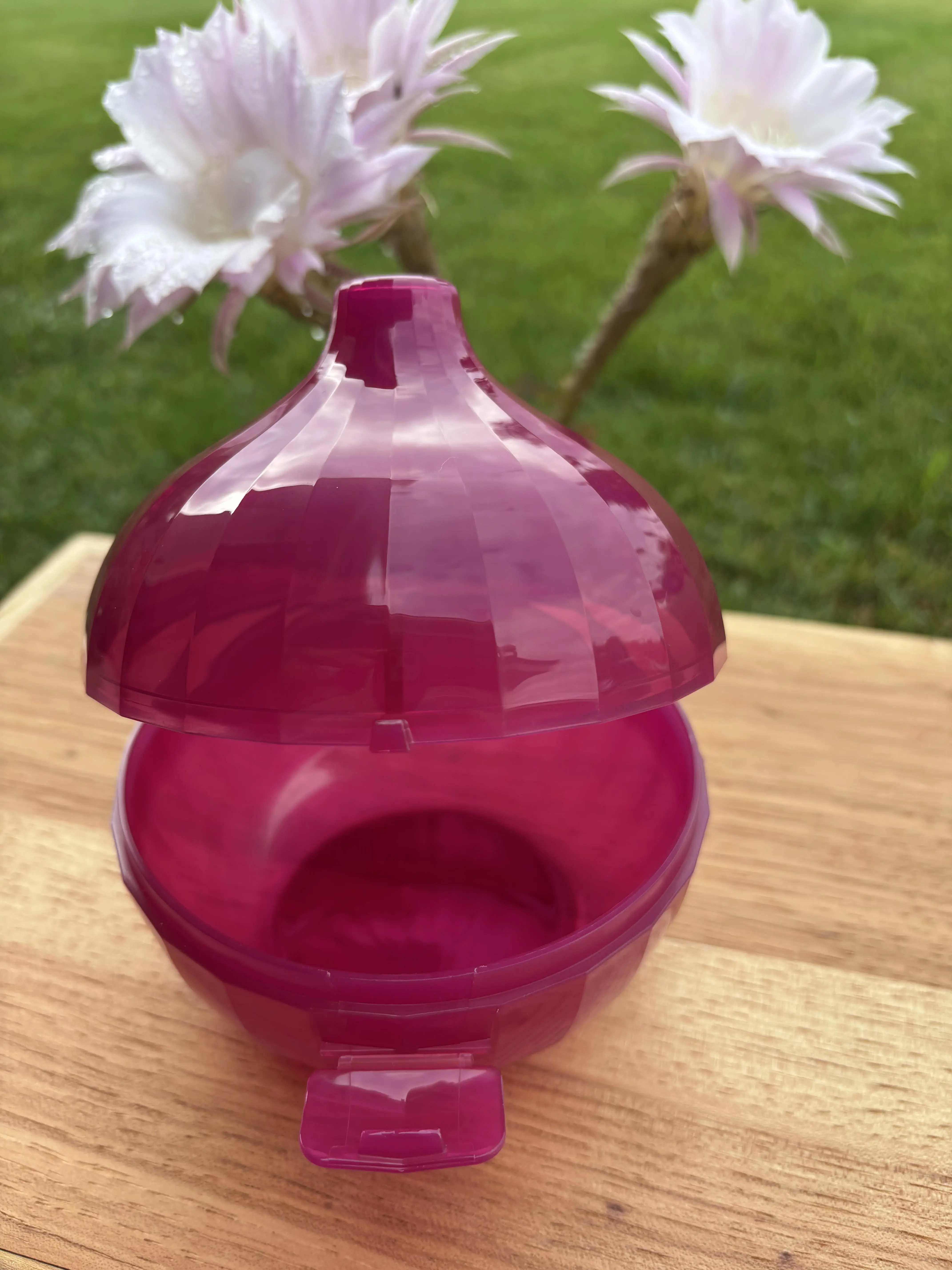 Cebolla color morada / Onion Keeper