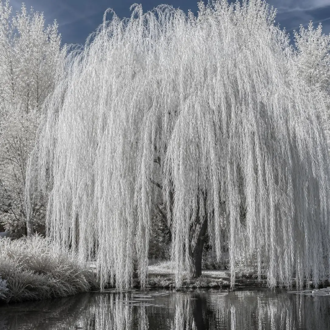2 White Willow Tree Cuttings, Shimmering Silver Foliage for Sunlit Shade and Elegant Backyard Privacy Landscaping