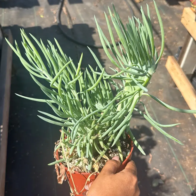 Mermaid Tail Succulent 6 inch pot Plant Senecio Vitalis
