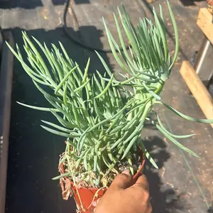 Mermaid Tail Succulent 6 inch pot Plant Senecio Vitalis