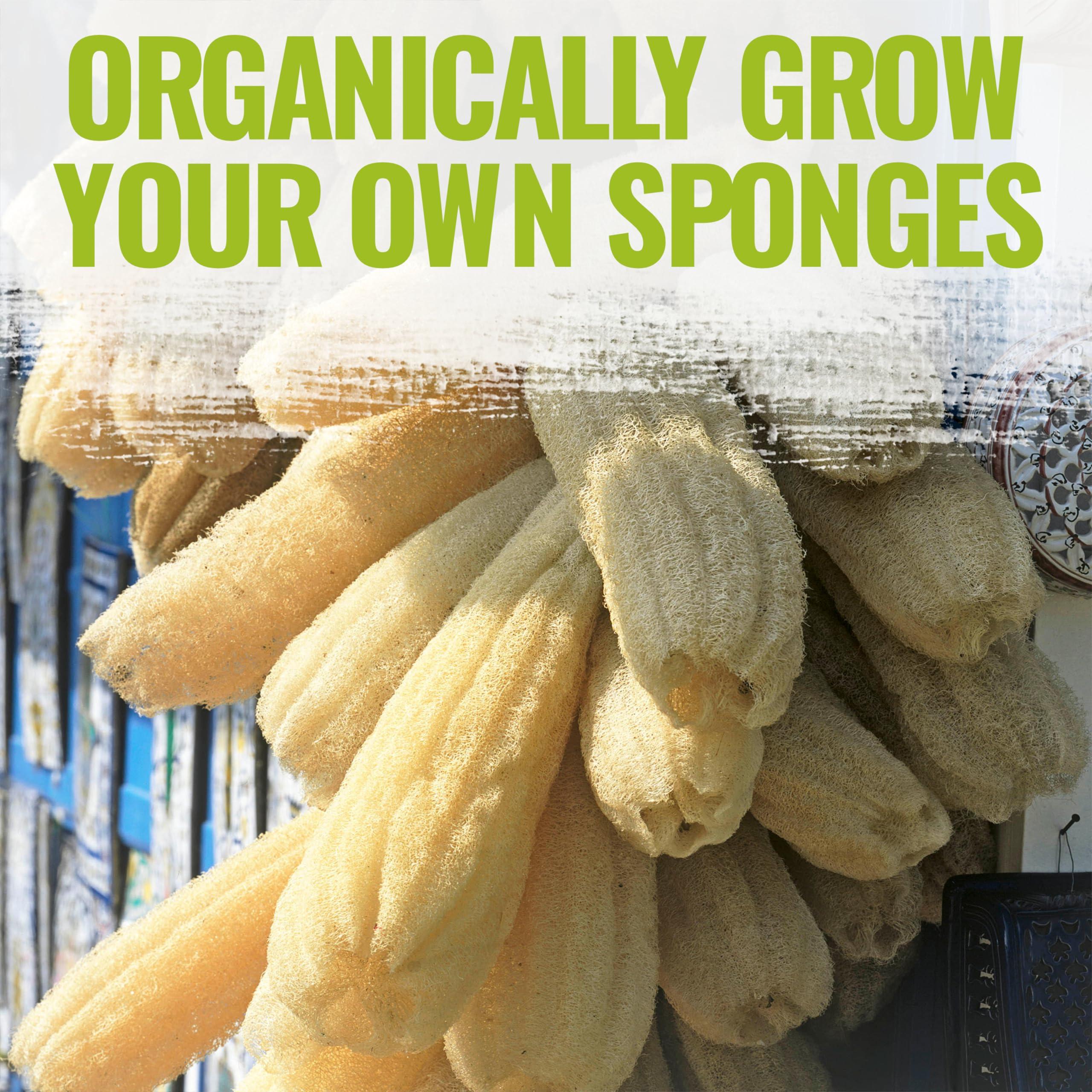 30+ Long Angled Luffa & Gourd Smooth Luffa Seeds Vegetable Fruit Seed Edible Tropical Vegetable Garden Asian Luffa