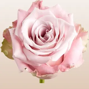 Faith Roses - Classic Lavender Petal Roses for DIY Brides, 50cm Total Length, Premium Ecuador Imported