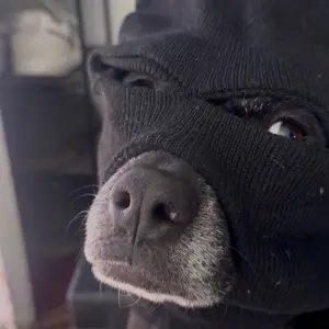 1 piece/ Dog Halloween & Christmas Costume, Dog Earmuffs for Noise Protection, Knitted Dog Ear Warm Hat, Dog Robber and Thief Mask, Funny Pet Role-Playing Outfit Suitable for Medium and Large Dogs (Black Mask), All-Season Funny Prop