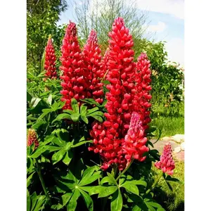 Green River 25 Red Flame Lupine Seeds - perennial flower seed pack, Purple lupine seeds for pots and garden, deer-proof, pollinator-friendly, wildflower style bloomers