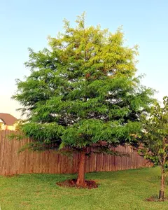 Montezuma Bald Marsh Cypress Tree Seeds (Taxodium mucronatum) Fast, Bonsai, Rare - 20 Seeds