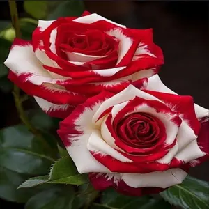 200+Mixed Multicolored Rose Seeds for Planting Outdoor-Perennial Flowers Seed Create Colorful Rose Garden Home flower seed home garden planting great gardening gift