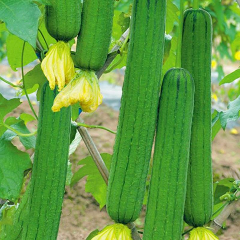 Smooth loofah seeds - 30 seeds - 2025 Plant smooth medium wide sponge open pollinated cucumber loofah Bitter Gourd Asia Grow your own family farm yard