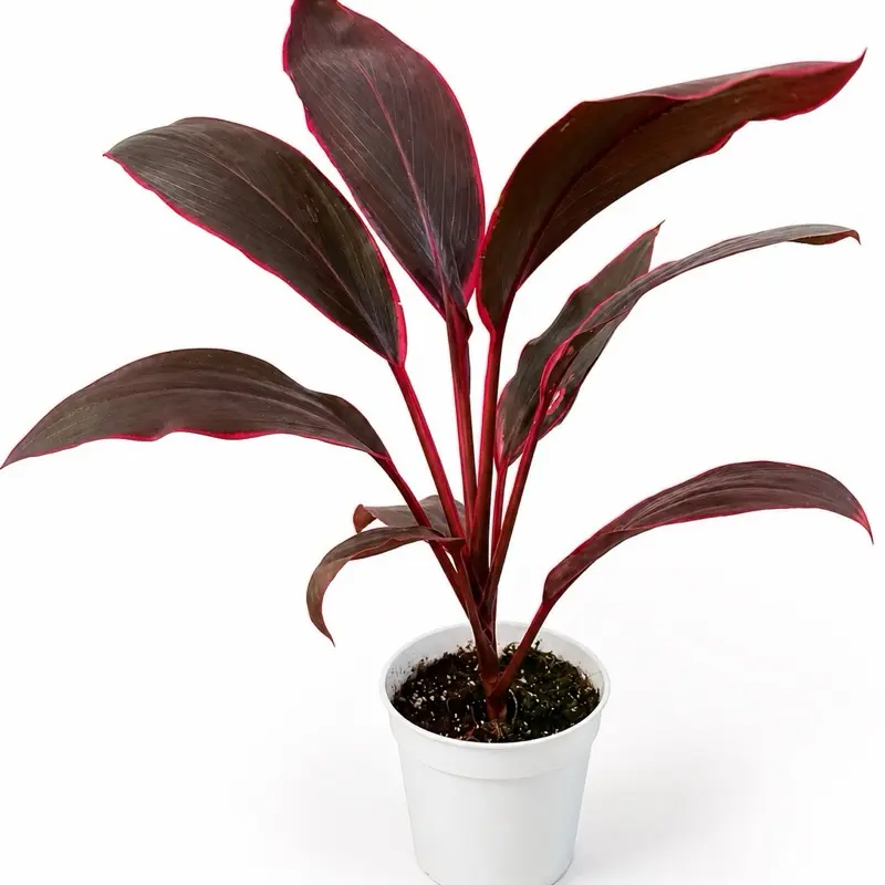 Red Sister Ti Plant | Cordyline fruticosa | Tropical Red Houseplant