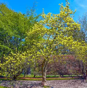 2 Yellow Bird Magnolia Tree Live Plant - 6-12" Tall - 2.5 Inches Pot - Yellow Magnolia Bush Fragrant Magnolia Flowers - No Ship To AK, HI and P.R.