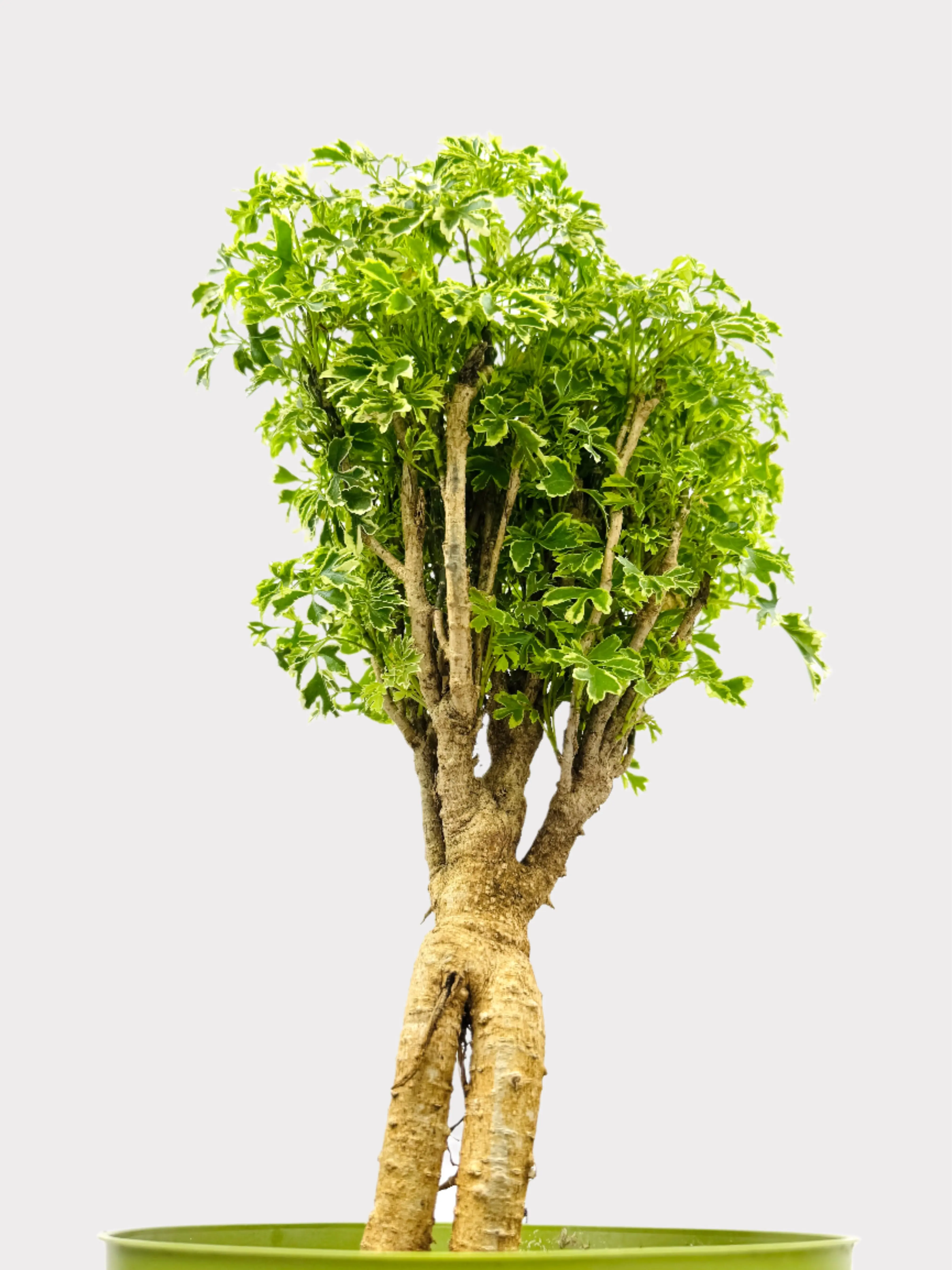 Aralia Gold - Polyscias Fruticosa - Variegated Ming Plant