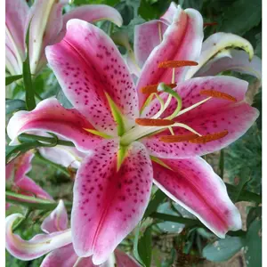 100Lily seeds Large Flowering Stargazer Lily. Pink Oriental Lily, Beautiful Perennial for Any Garden, Red, white, pink, yellow
