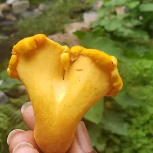 Pfifferlinge Chanterelle Mushrooms