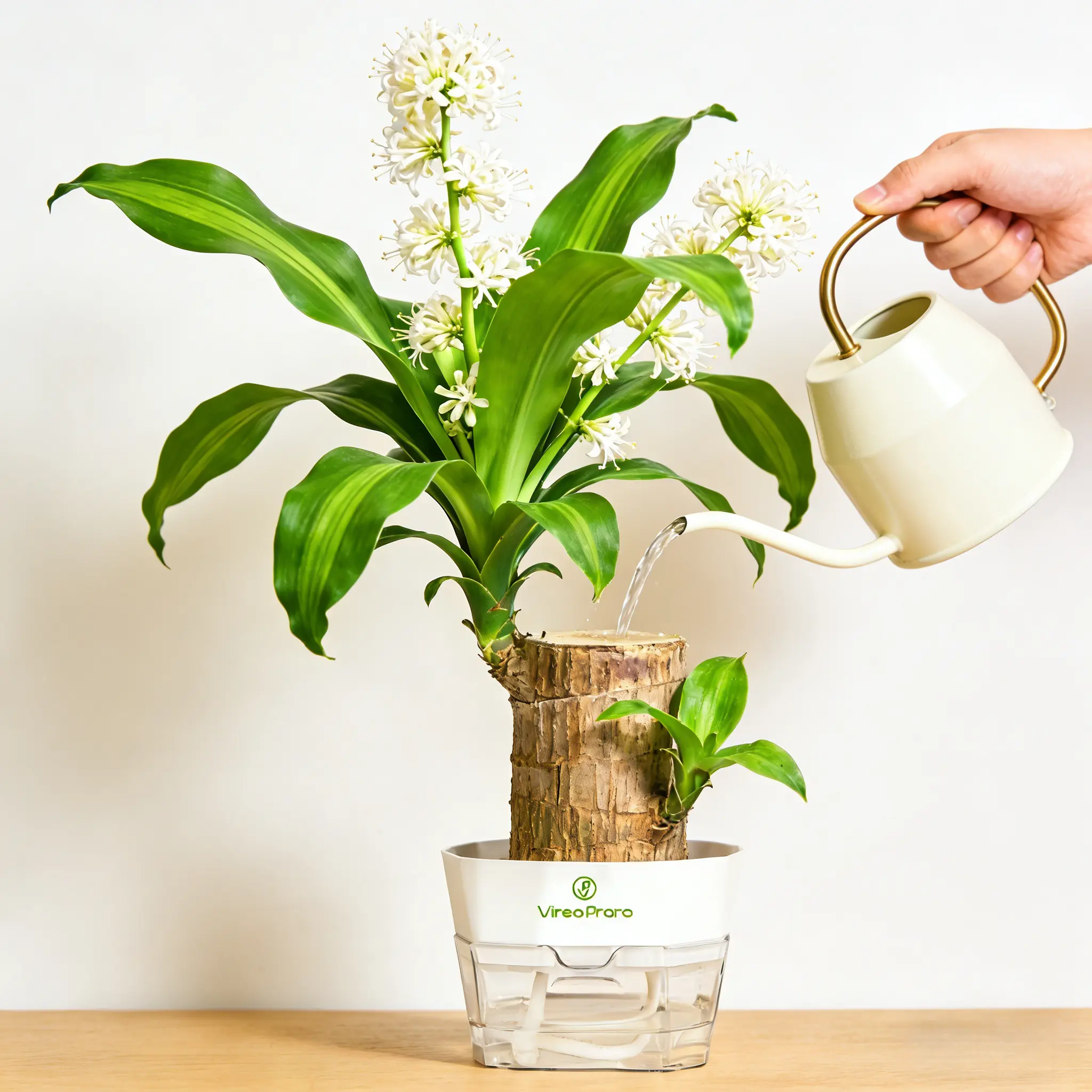 Brazilian Lucky Wood Hydroponic Plant with Base – Easy-Care Indoor Desk Decor & Gift Brazilian Lucky Wood Hydroponic Plant with Base – Easy-Care Indoor Desk Decor & Gift
