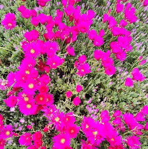 Mesembryanthemum Hot Pink - Pigface, Iceplant