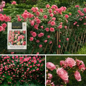 mixed-color Climbing Rose seeds,150PCS,easy to grow,year-round planting