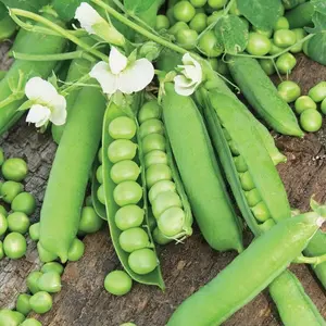 TomorrowSeeds - Little Marvel English Pea Seeds -  Non GMO Garden Vegetable Sweet Shelling Peas Asian Shoots Snap Snow Seed For 2024