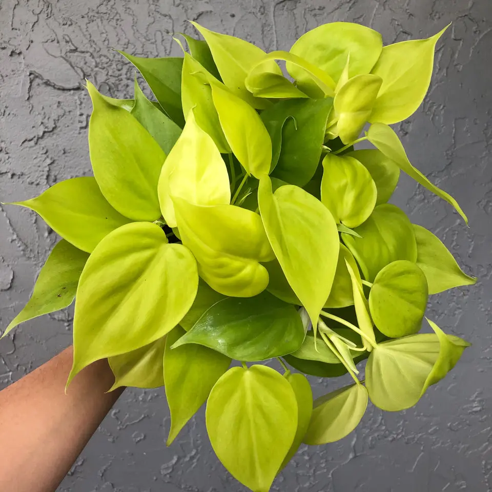 Philodendron cordatum 'lemon lime’ - 6” pot
