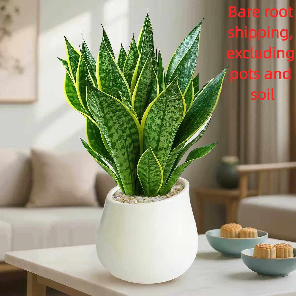 Sansevieria Laurentii Bare Root Snake Plant – Live Starter Plant, No Pot No Soil, Easy Care Air Purifier for Home Office