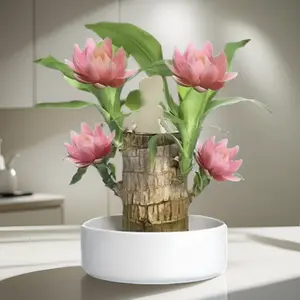 Brazilian Wood Plant, Easy Grow Lucky Woods Plant, Easy Care Brazilians Woods Hydroponic Plants, Brazillian Wood Money Tree, Housewarming Gift for New Home