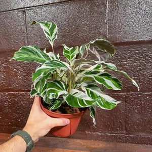 Calathea White Fusion – Indoor Live Plant, Tropical Pink & Cream, Soft Multi-Colored Leaves, Easy Care, Safe for Pets & Kids, Distilled Water Only, Ideal Gift