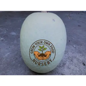 White Figleaf Gourd (Cucurbita Ficifolia)(Semillas de Chilacayote), Alcayota Squash Heirloom Seeds