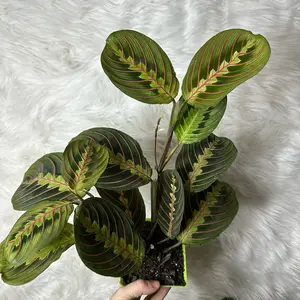Red Maranta Prayer Plant 4”