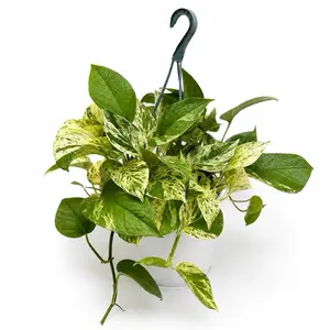 Marble Queen Pothos HB 8” Pot Live Tropical Indoor House, Unique Leaves for Home Decoration