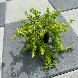 Creeping Jenny - Vibrant Green Foliage for Garden Decor