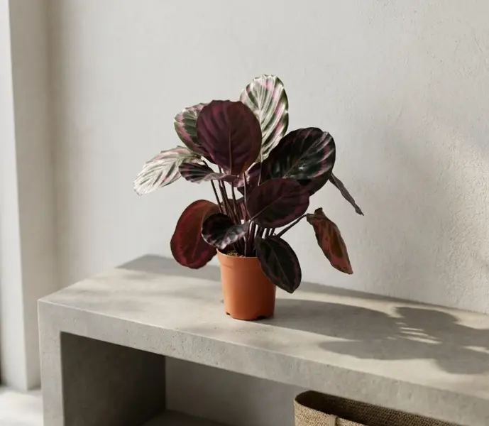 LZ06 / 4 Inch Potted Calathea Dottie Live Black Rose Peacock Tropical Houseplant, Oval Deep Purple-Backed Foliage Marked With Soft Pink Central Stripes, Humidity-Loving Compact Clumping Plant For Desktops, Shaded Window Nooks And Minimalist