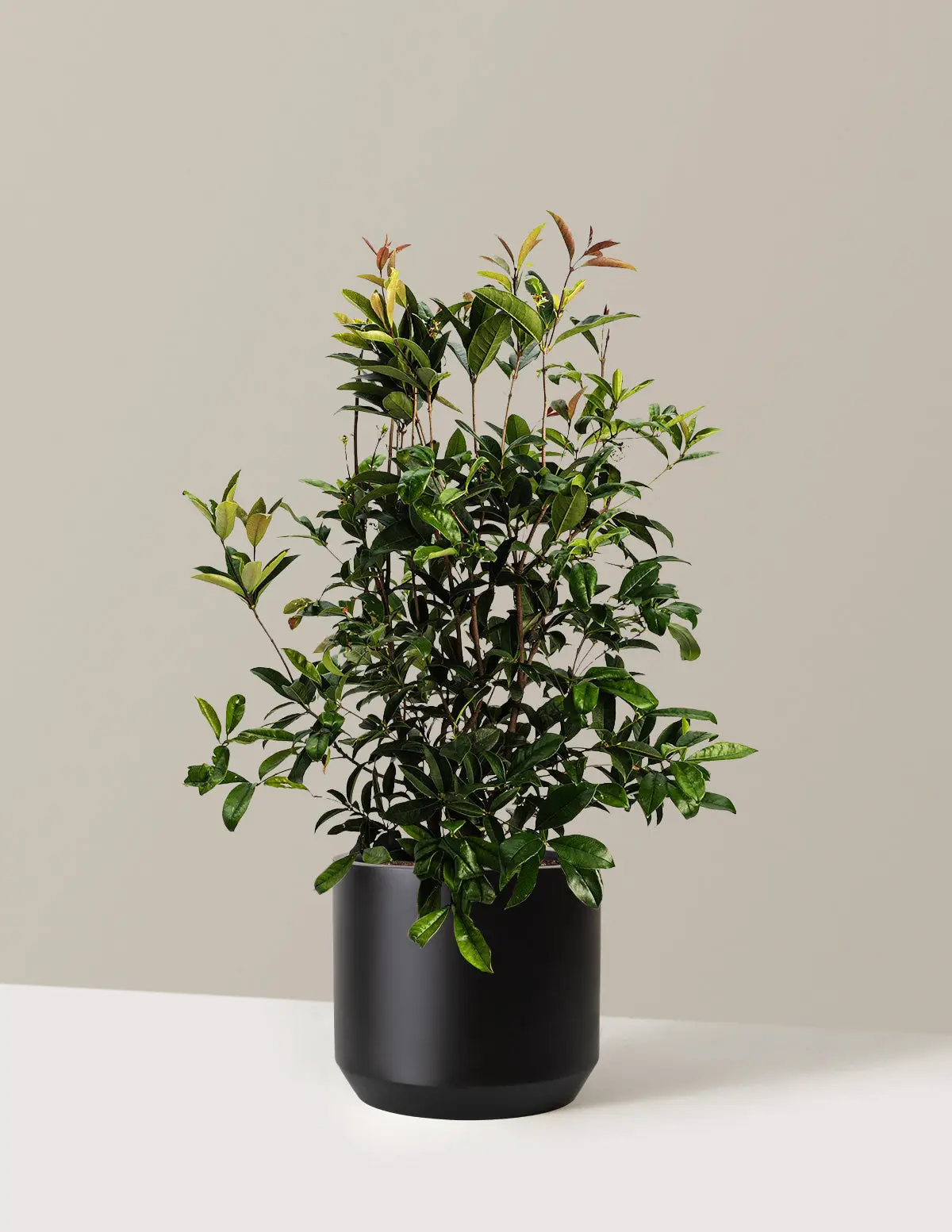 Fragrant Tea Olive Tree